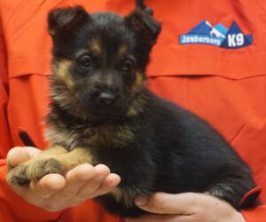 A person holding a puppy in their hands.
