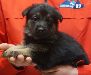 A black puppy sitting in someone 's hand.