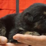 A person holding a puppy in their hands.