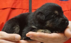 A person holding a puppy in their hands.