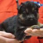 A person holding a puppy in their hands.