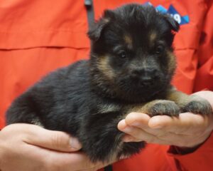 A person holding a puppy in their hands.