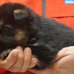 A person holding a puppy in their hands.