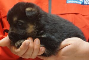 A person holding a puppy in their hands.