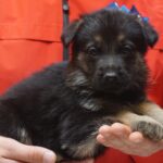 A person holding a puppy in their hands.