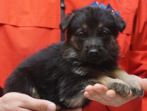 A person holding a puppy in their hands.