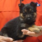 A person holding a puppy in their hands.