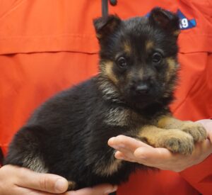 A person holding a puppy in their hands.