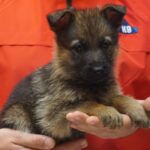 A person holding a puppy in their hands.