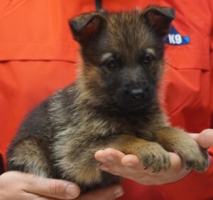 A person holding a puppy in their hands.