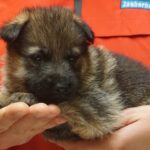 A person holding a puppy in their hands.