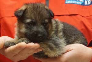 A person holding a puppy in their hands.