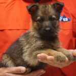 A person holding a puppy in their hands.