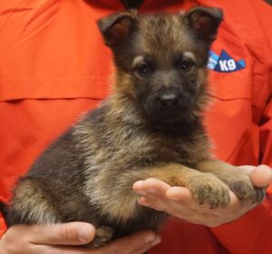 A person holding a puppy in their hands.