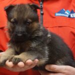 A person holding a puppy in their hands.