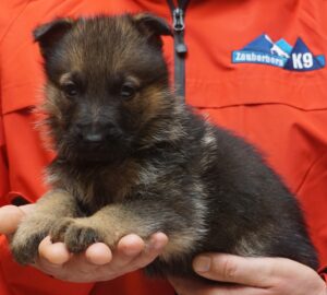 A person holding a puppy in their hands.