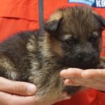 A person holding a puppy in their hands.