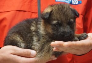 A person holding a puppy in their hands.