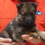 A person holding a puppy in their hands.
