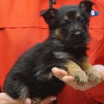A black and brown puppy sitting in someones hands.