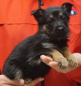 A black and brown puppy sitting in someones hands.