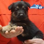 A person holding a puppy in their hands.