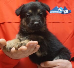 A person holding a puppy in their hands.