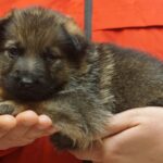 A person holding a puppy in their hands.
