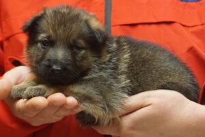 A person holding a puppy in their hands.