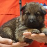 A person holding a puppy in their hands.