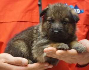 A person holding a puppy in their hands.