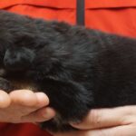 A person holding onto a black cat