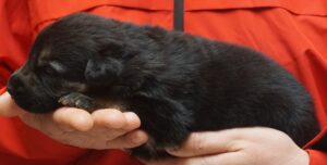A person holding onto a black cat