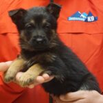 A person holding a puppy in their hands.