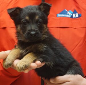 A person holding a puppy in their hands.