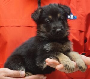 A person holding a puppy in their hands.