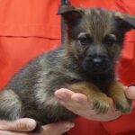 A person holding a puppy in their hands.