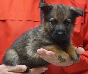 A person holding a puppy in their hands.