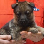 A person holding a puppy in their hands.