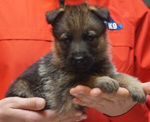 A person holding a puppy in their hands.