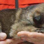 A person holding a cat in their hands.