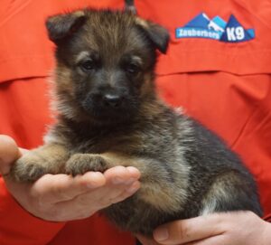 A person holding a puppy in their hands.