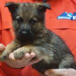 A person holding a puppy in their hands.