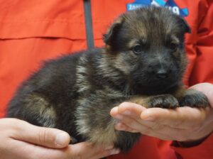 A person holding a puppy in their hands.
