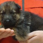 A person holding a puppy in their hands.