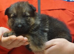 A person holding a puppy in their hands.