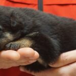 A person holding a dog in their hands.