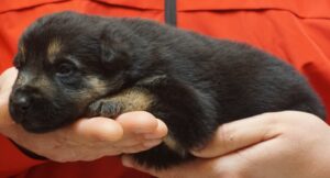 A person holding a dog in their hands.
