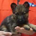 A person holding a puppy in their hands.
