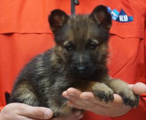 A person holding a puppy in their hands.